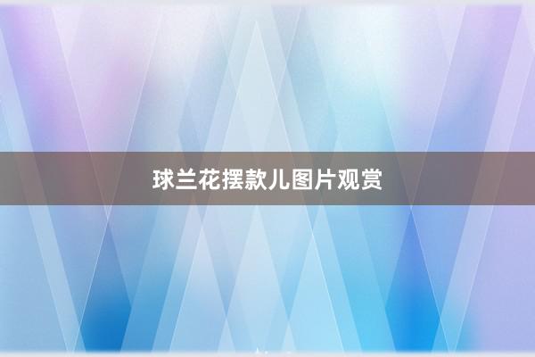 球兰花摆款儿图片观赏